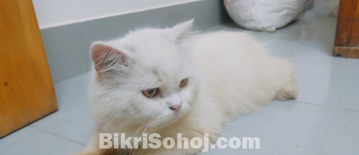 Persian Female/ Male Cat (Pair)